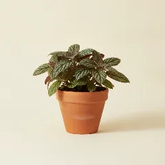 Labisia pumila