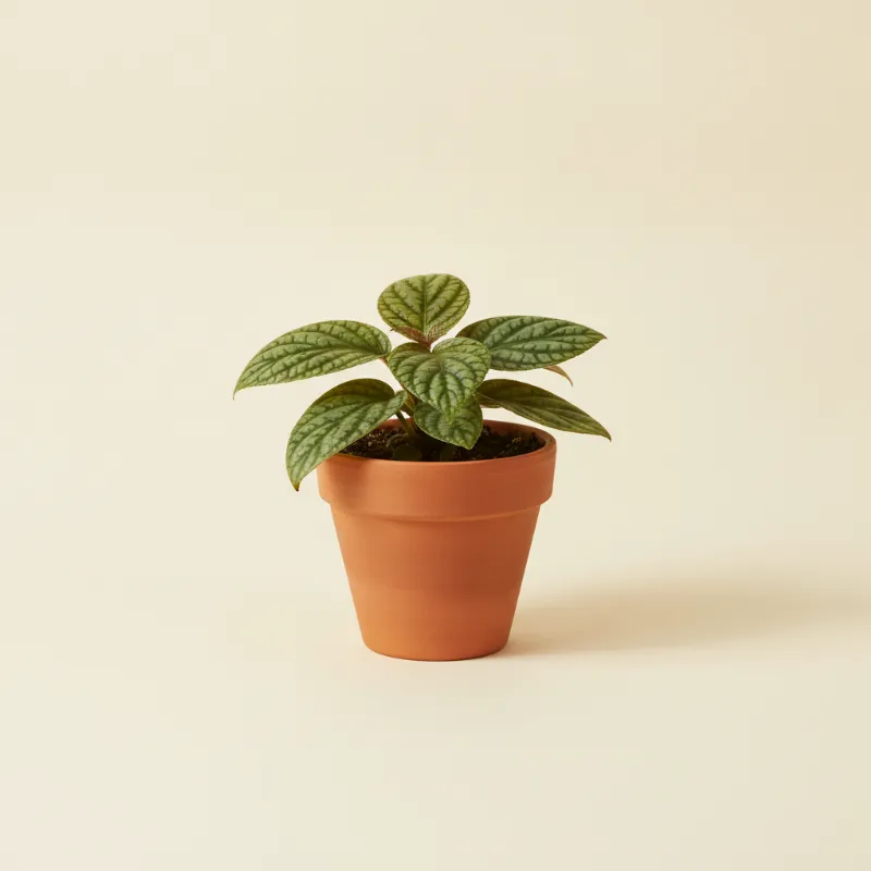 Labisia pumila 'Turtle Back' (illustratie)