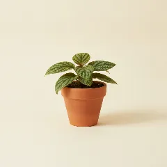 Labisia pumila 'Turtle Back'