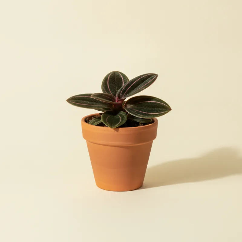 Juweelorchidee — Ludisia discolor (illustratie)