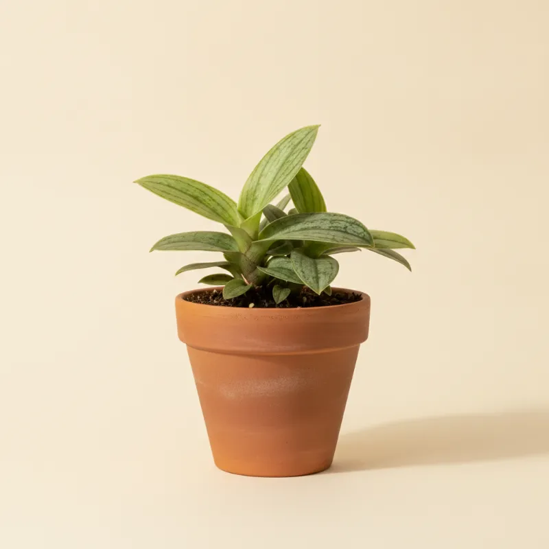 Juweelorchidee — Ludisia discolor 'Alba' (illustratie)