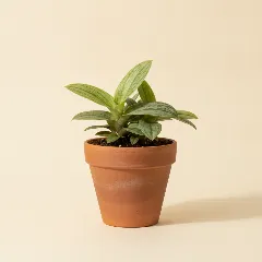Juweelorchidee