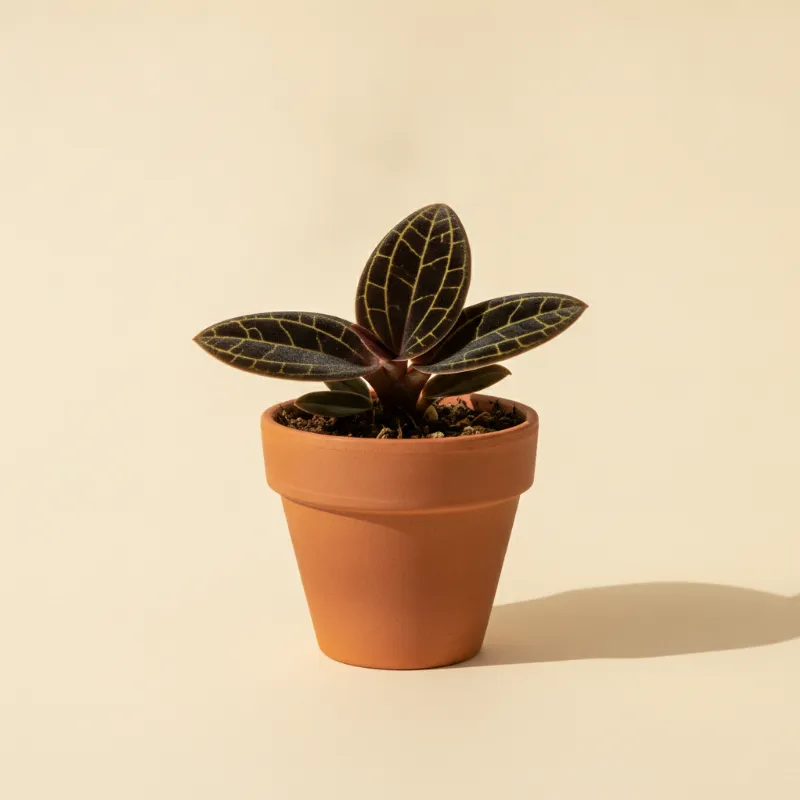 Macodes petola (illustratie)