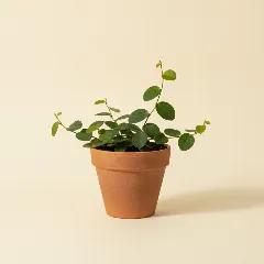 Marcgravia sintenisii