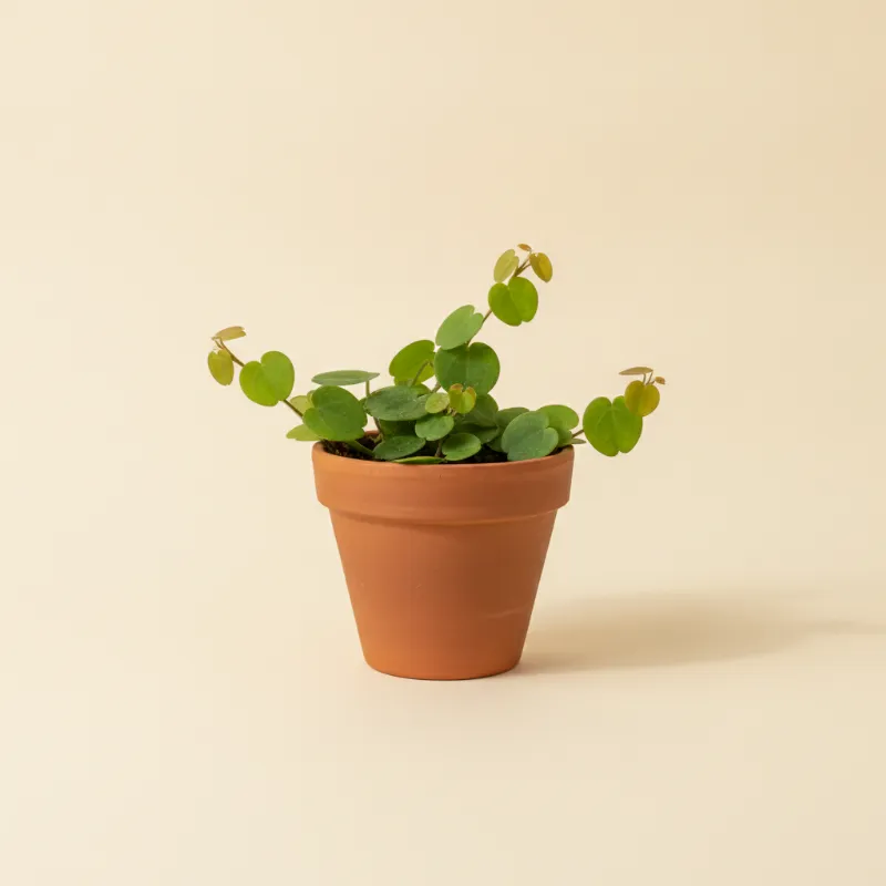 Marcgravia umbellata (illustratie)