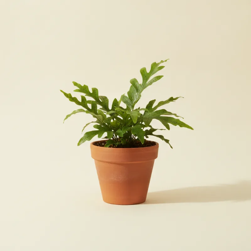 Microsorum diversifolium (illustratie)