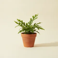 Microsorum diversifolium