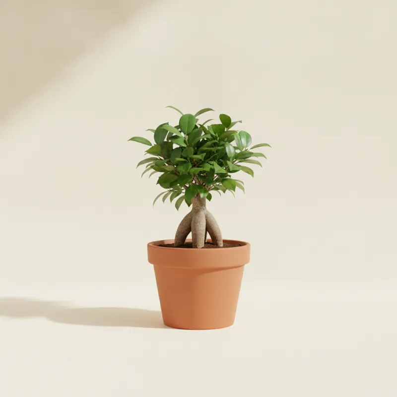 Ficus — Ficus microcarpa (illustratie)