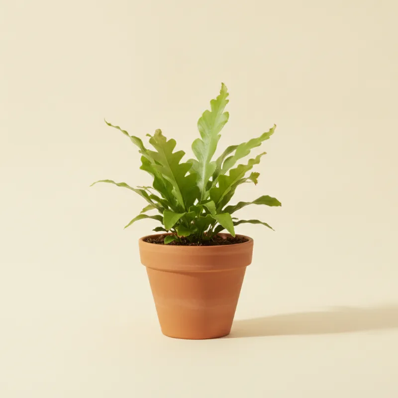 Microsorum punctatum 'Grandiceps' (illustratie)