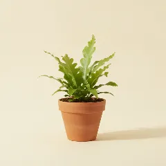 Microsorum punctatum 'Grandiceps'