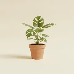 Gatenplant