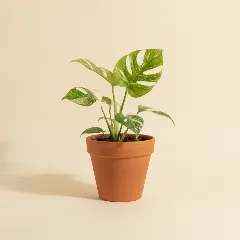 Gatenplant