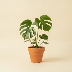 Gatenplant