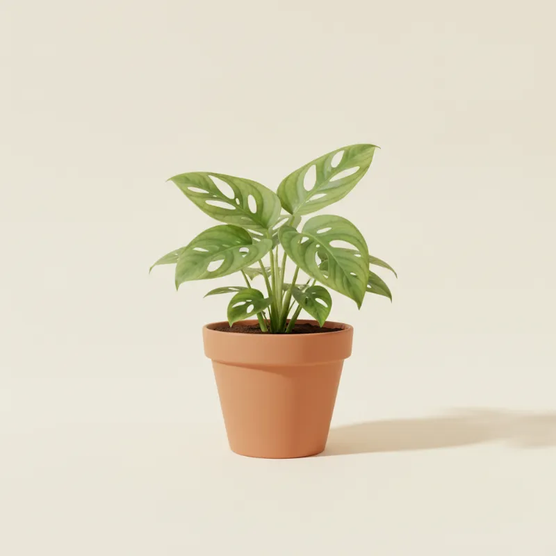 Gatenplant — Monstera karstenianum (illustratie)