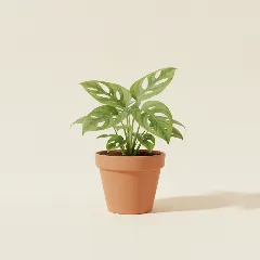Gatenplant