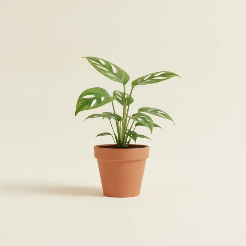 Gatenplant — Monstera laniata (illustratie)