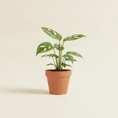 Gatenplant