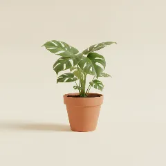Gatenplant