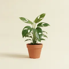 Gatenplant