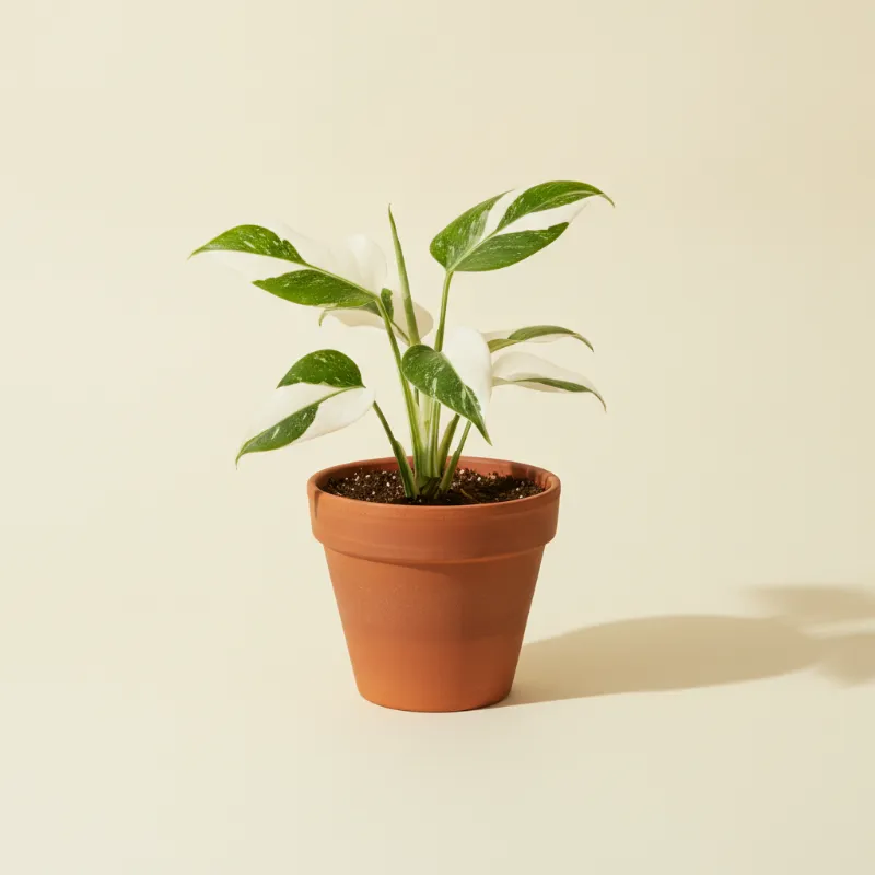 Gatenplant — Monstera standleyana 'Albo Variegata' (illustratie)