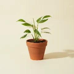 Gatenplant