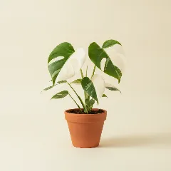 Gatenplant