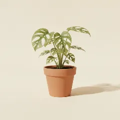 Gatenplant