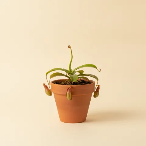 Bekerplant β Nepenthes alata (illustratie)