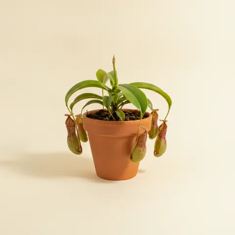Bekerplant β Nepenthes gaya (illustratie)