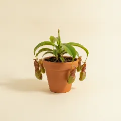 Bekerplant