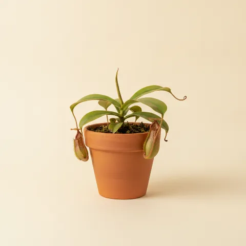 Bekerplant β Nepenthes hookeriana (illustratie)