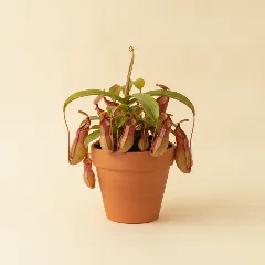 Bekerplant