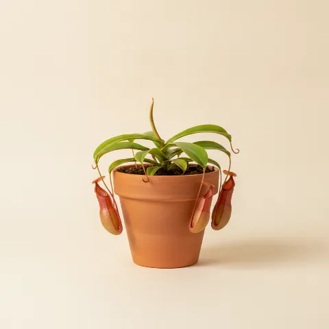 Bekerplant β Nepenthes ventricosa (illustratie)