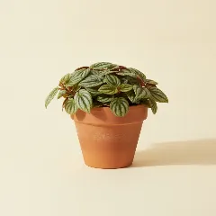 Peperomia
