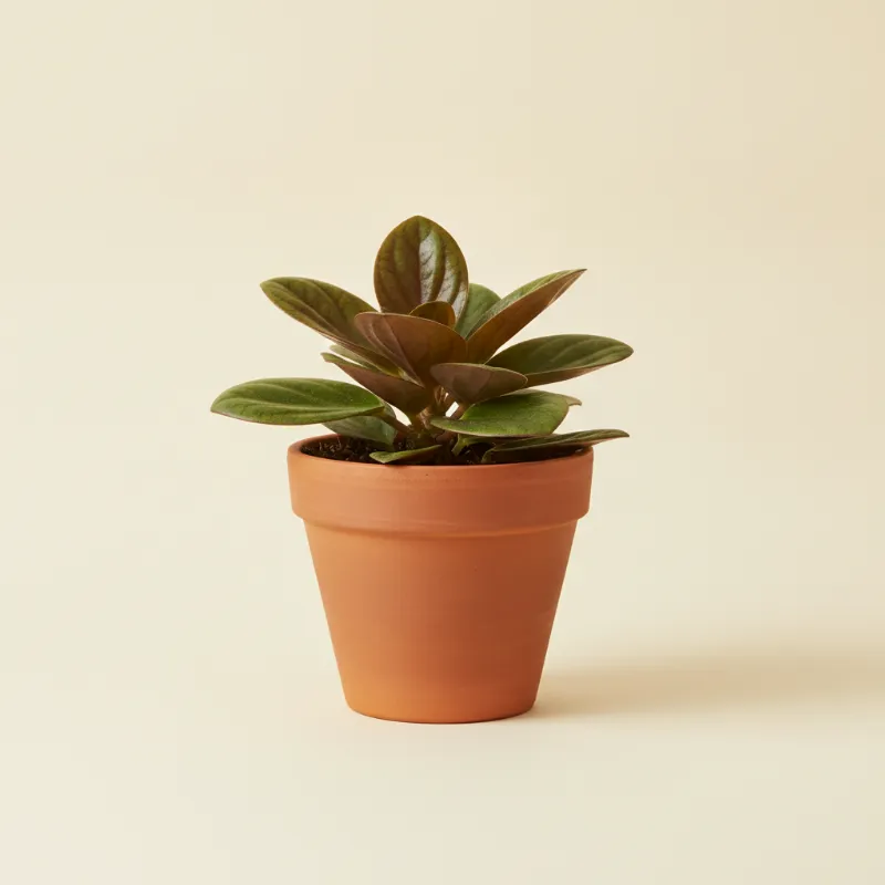 Peperomia — Peperomia clusiifolia (illustratie)