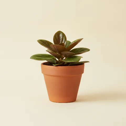 Peperomia