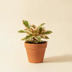 Peperomia