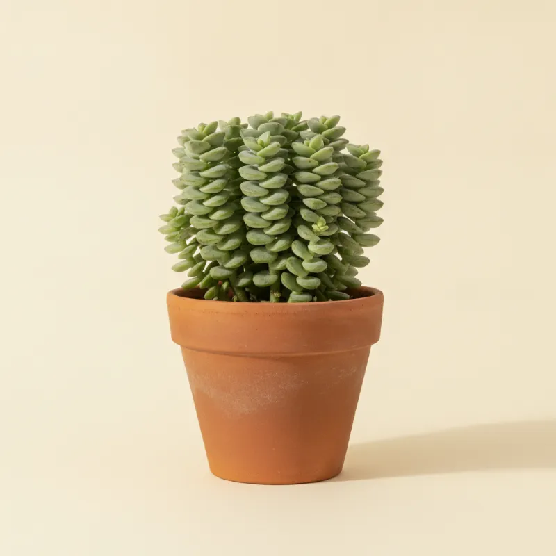 Peperomia — Peperomia columella (illustratie)