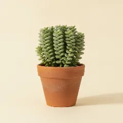 Peperomia
