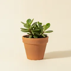Peperomia