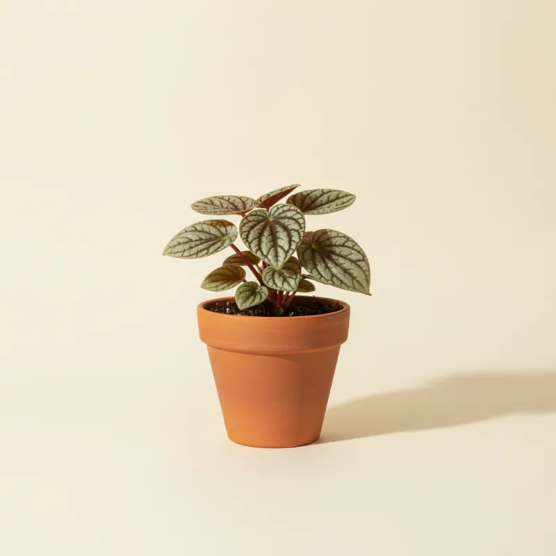 Peperomia — Peperomia maculosa (illustratie)