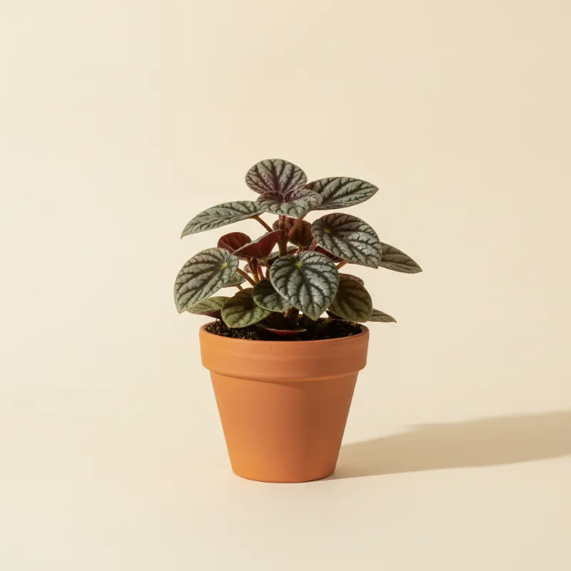 Peperomia — Peperomia metallica (illustratie)