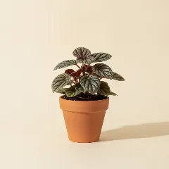 Peperomia