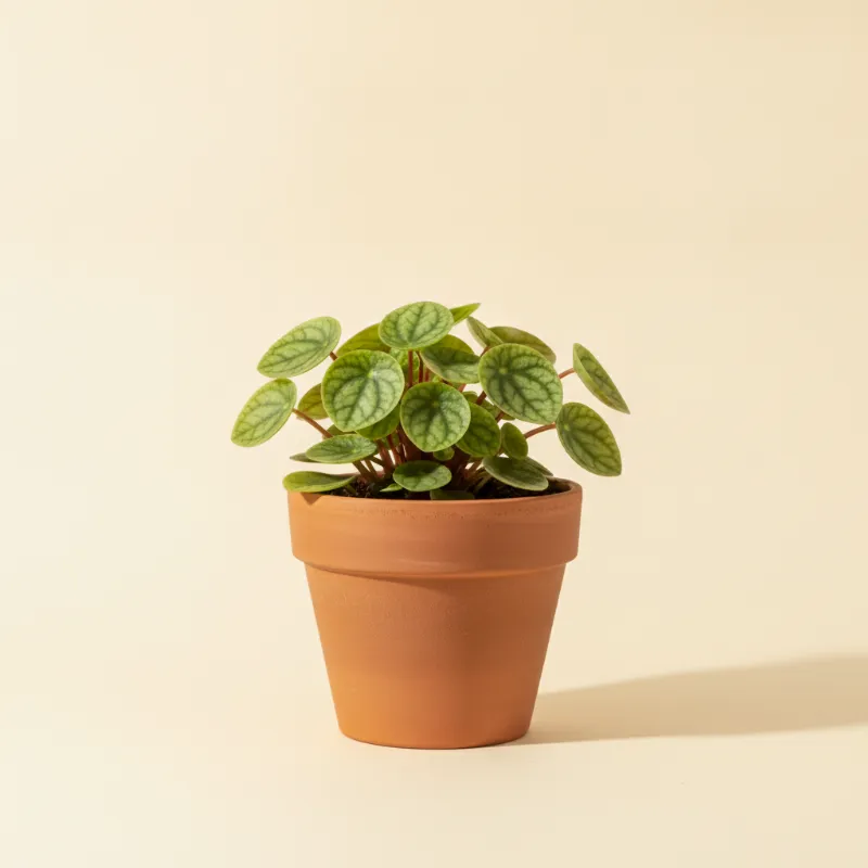 Peperomia — Peperomia orba (illustratie)