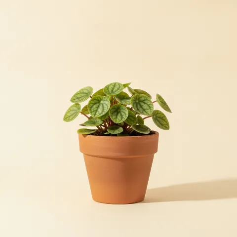 Peperomia