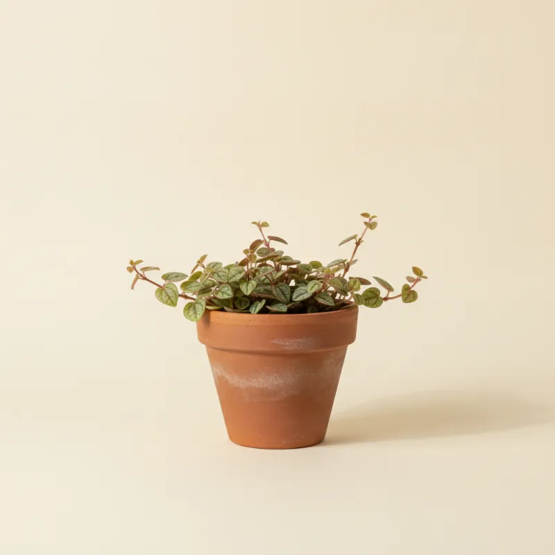 Peperomia — Peperomia perciliata (illustratie)
