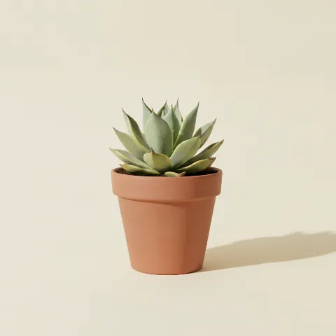 Agave