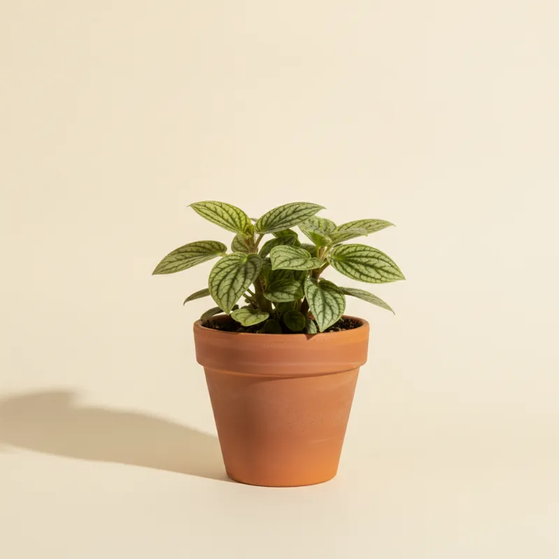 Peperomia — Peperomia puteolata (illustratie)