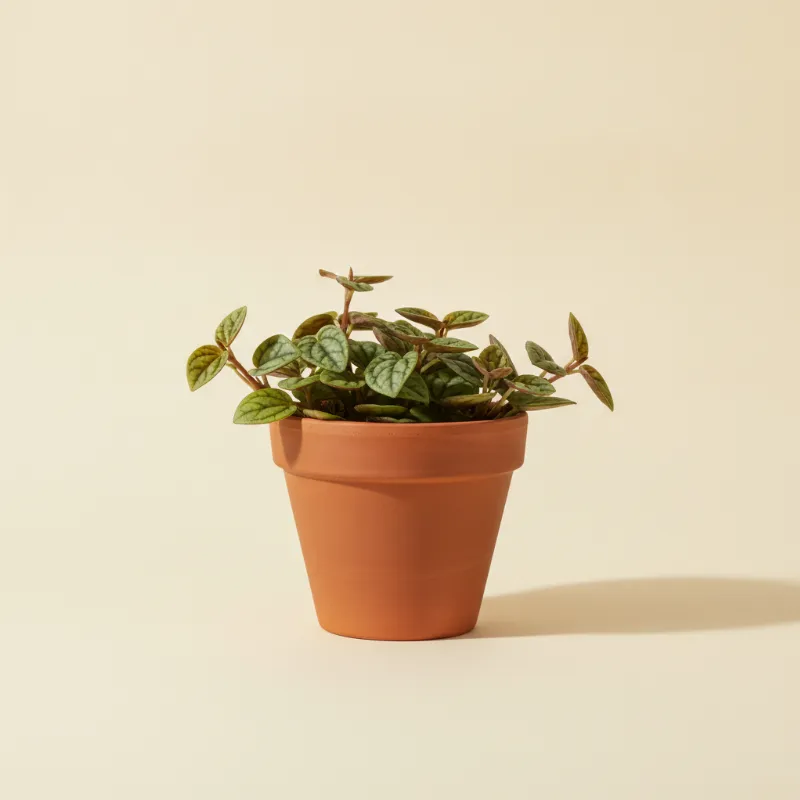 Peperomia — Peperomia quadrangularis (illustratie)