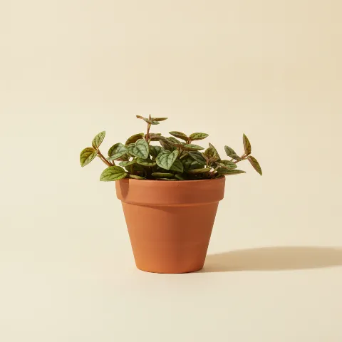 Peperomia